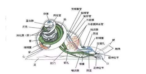 海螺脉|海螺脉的客观存在及其生命意义